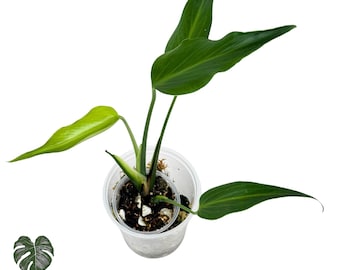 Monstera Burle Marx Flame Plant | EXACT PLANT | 3" Pot | Rare Monstera