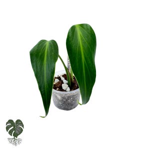 Monstera Burle Marx Flame Plant | 3" Pot | Starter Plant | Rare Monstera