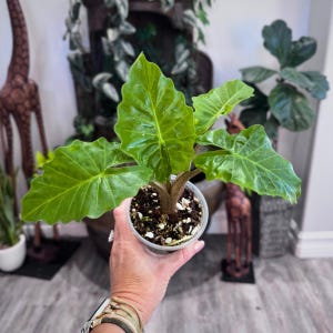 Dwarf Elephant Ear Plants - Etsy