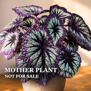 Rex Begonia ‘Fireworks’ | 3" Grower’s Pot | Rare Collector Begonia