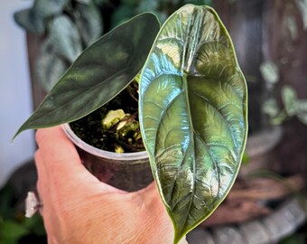 Alocasia Green Unicorn (azlanii X Dragon Scale) 4” Pot (ALL PLANTS