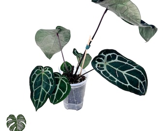 Anthurium Michelle X Zara X RC X King of Spades 4” - US SELLER - Etsy
