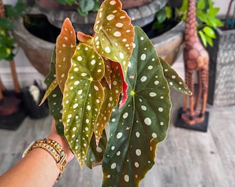 Begonia Maculata 'Polka Dot Begonia' | 3" Growers Pot | Large Plant