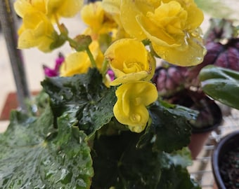 Begonia Riger