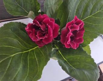 2 Gloxinia Plants only for 35 dollars
