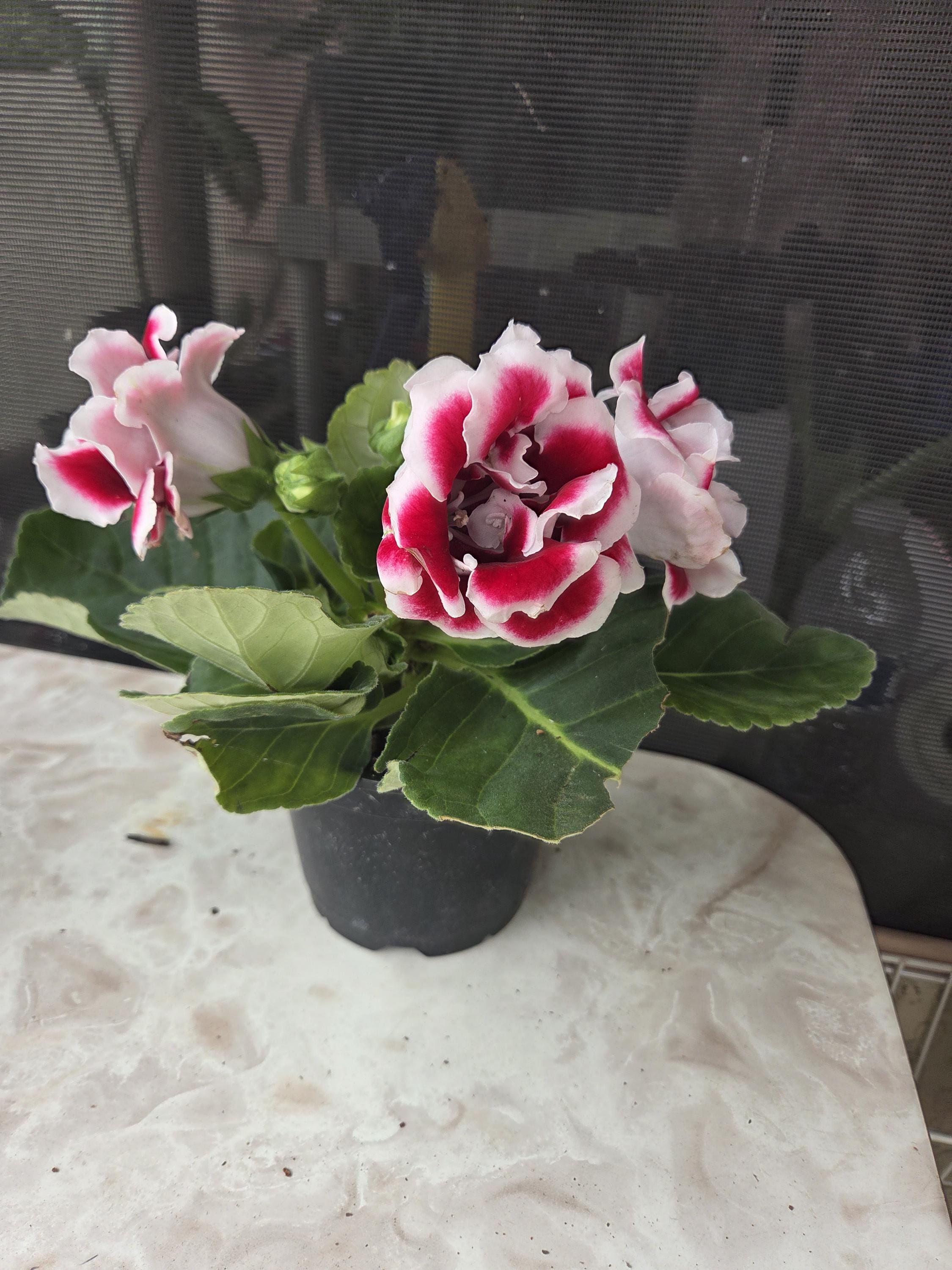 red congo variegata Philodendron "Red Congo" variegated TC plantlet Grower's Choice *In St