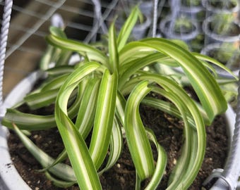 PLANTAS ARAÑA EN CESTA