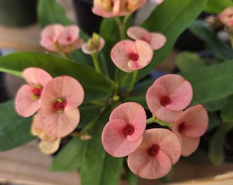 Plantas Corona de Espinas - Rosa