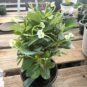 May include: A potted Euphorbia milii plant, also known as a crown of thorns, featuring thick, succulent green leaves and small, delicate white flowers with yellow centers. The plant has a woody, thorny stem and is housed in a black plastic container.