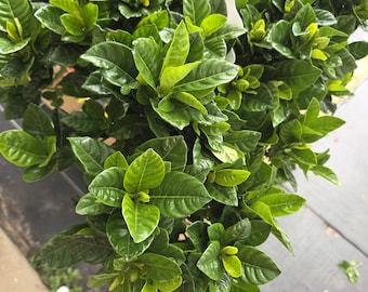 Plantes de gardénia