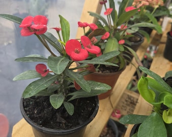 Doornenkroonplanten: rood, roze, wit