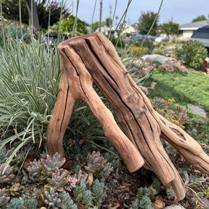 May include: A weathered, natural wood stump with multiple branches, showcasing a rich brown color and textured surface. The stump is surrounded by various green and purple plants, creating a natural, outdoor aesthetic. Ideal for home decor or garden accents.