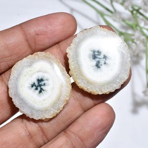 Può includere: Due fette di pietra circolari e lucide. Ogni fetta ha un centro bianco con un motivo verde scuro a forma di albero. I bordi esterni sono di colore marrone chiaro. Le pietre sono tenute in una mano.