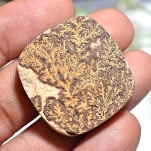 May include: A square-shaped, natural stone with a unique pattern of brown and tan fern-like inclusions. The stone has a smooth, polished surface and is held in a hand, showcasing its natural beauty and intricate details. The stone's color palette is earthy and warm.