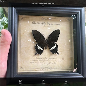 Peut inclure: Spécimen de papillon encadré. Le papillon noir, avec des marques blanches sur les ailes, est présenté sur un fond beige. Le cadre noir entoure le papillon et le texte "Butterfly Specimen" est visible.