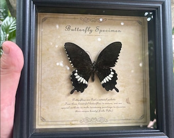 Prawdziwy okaz motyla jaskółczego ogonka – oprawiony w czarno-białą ramkę Papilio, dekoracja w formie pudełka z historią naturalną