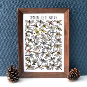 Dragonflies of Britain Watercolour Wildlife Print