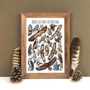 Birds of Prey of Britain Watercolour Wildlife Print