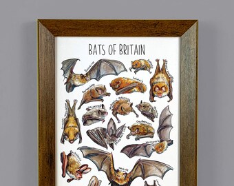 Bats of Britain Watercolour Wildlife Print