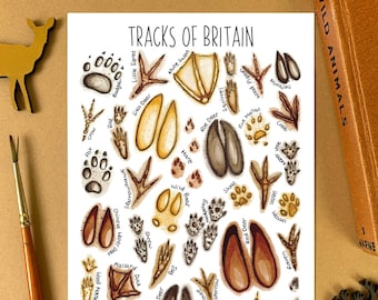 Animal tracks of Britain Watercolour Postcard