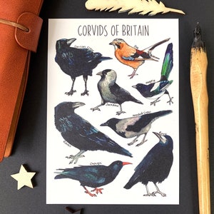 Corvids of Britain Watercolour Postcard