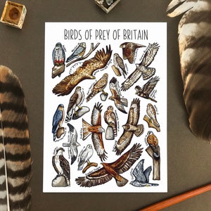 Birds of Prey of Britain Watercolour Postcard