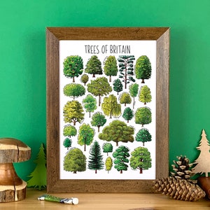 Trees of Britain Watercolour Wildlife Print