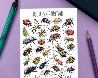 Beetles of Britain Watercolour Postcard