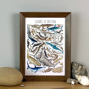 Sharks of Britain Watercolour Wildlife Print