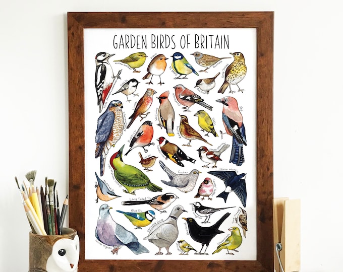 British Garden Birds A3 Identification Poster, Wildlife Chart, Nature ...