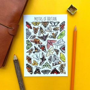 Moths of Britain Watercolour Postcard