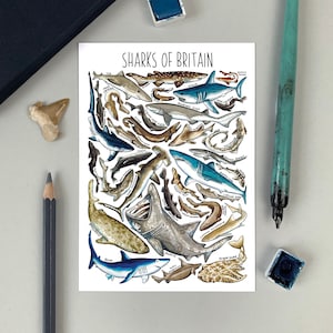 Sharks of Britain Watercolour Postcard