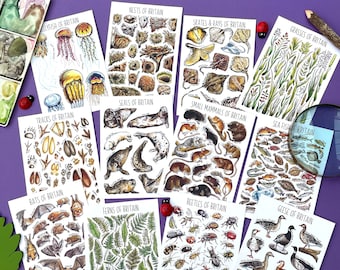 May include: A set of 10 illustrated cards featuring various flora and fauna of Britain. Each card has a watercolor illustration of a different species, including jellyfish, nests, skates, grasses, tracks, seals, small mammals, sea fish, bats, ferns, beetles, and geese. The cards are printed on white paper with black text.