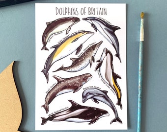 Dolphins of Britain Watercolour Postcard