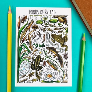 Pond Life of Britain Watercolour Postcard image 1