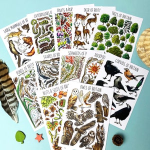 Ultimate British Wildlife Postcards Volume two