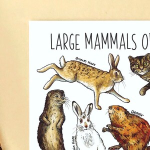 Large Mammals of Britain Watercolour Postcard image 6