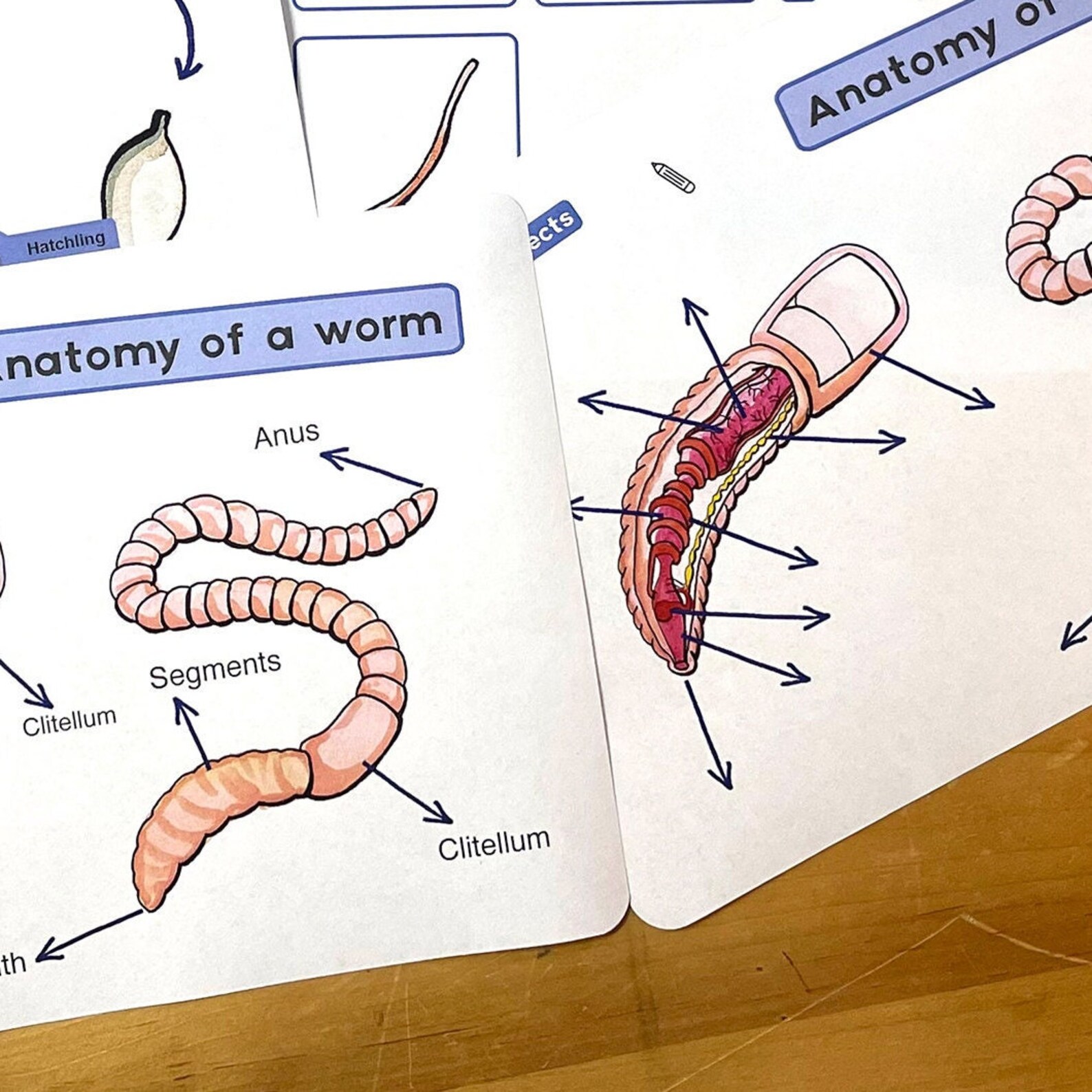 Worm Life Cycle Diagram Educational Worm Anatomy Printable - Etsy UK