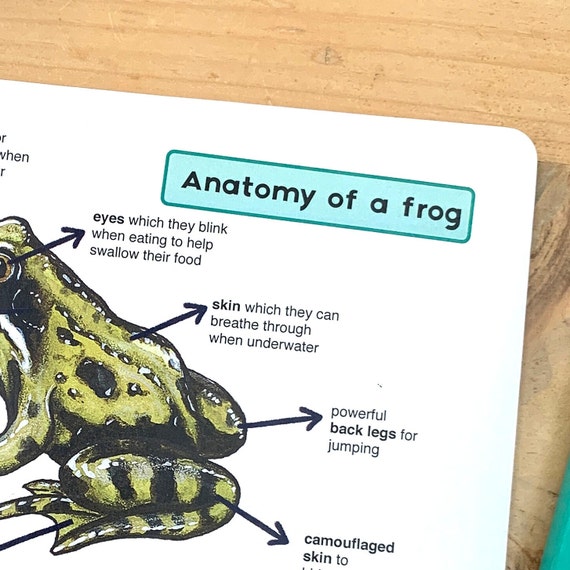 Buy Frog Anatomy Poster Educational Pond Printable Online in India - Etsy