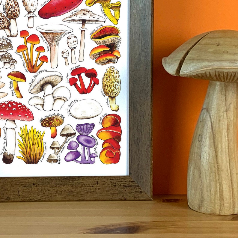 Mushrooms of Britain Print Fungi Poster Toadstool - Etsy UK