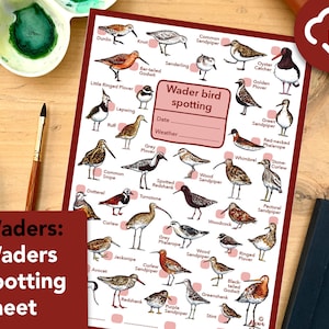 Waders spotting worksheet - educational wildlife printable