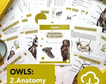 Pacote de estudo sobre anatomia e ciclos de vida da coruja - material educacional para impressão - educação domiciliar - cartões de memória sobre vida selvagem