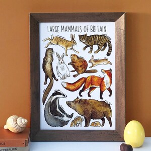 Large Mammals of Britain Watercolour Postcard image 8