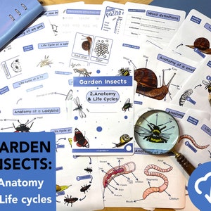 Tuininsecten Levenscycli en anatomie Natuurstudiepakket - educatieve minibeesten afdrukbaar - Bugs thuisonderwijs - Griezelige kruipers