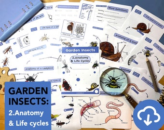Garden insects Life cycles and anatomy Nature Study Pack - educational mini beasts printable - Bugs home education -  Creepy crawlies