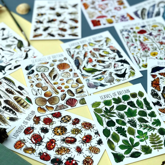 postcard collectors and postcrossing best for animal lovers Pack of 30 different postcards of british wildlife POSTCARDS OF BRITISH ANIMALS postcard collectors and postcrossing best for animal lovers Pack of 30 different postcards of british wildlife POSTCARDS OF BRITISH ANIMALS