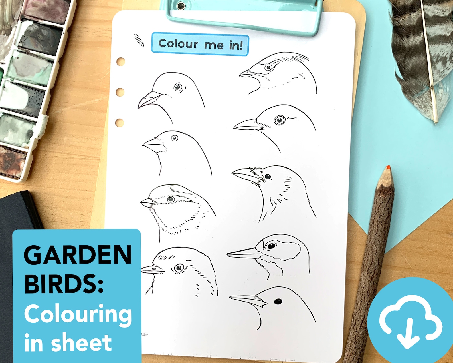 Garden Birds Colouring in Sheet Educational Birds Species - Etsy UK