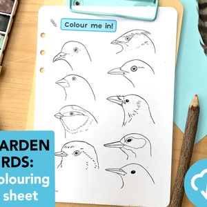 Feuille à colorier Oiseaux du jardin - Espèces d'oiseaux éducatives à imprimer