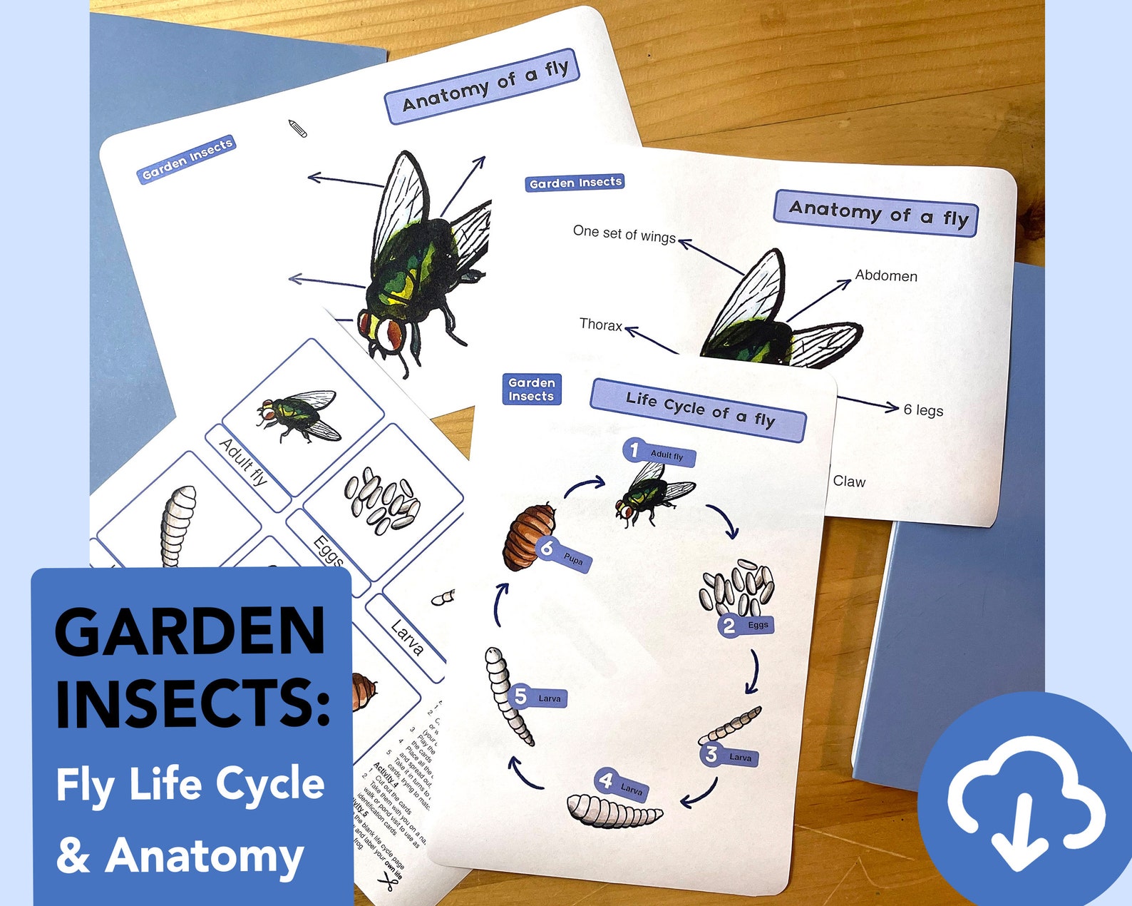 Fly Life Cycle Diagram - Educational Fly Anatomy Printable - Etsy