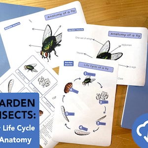 Vlieglevenscyclusdiagram - educatief Vliegenanatomie printbaar